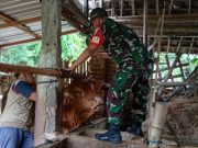 Cegah Wabah PMK Pada Ternak, Babinsa Kodim Ponorogo Pendampingan Vaksinasi