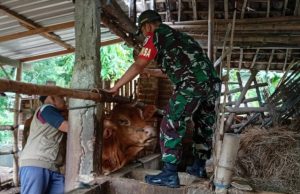 Cegah Wabah PMK Pada Ternak, Babinsa Kodim Ponorogo Pendampingan Vaksinasi