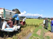 Ketahanan Pangan, Dandim Ponorogo Pendampingan Panen Padi di Jetis