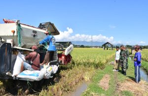 Ketahanan Pangan, Dandim Ponorogo Pendampingan Panen Padi di Jetis