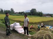 TNI Dorong Petani Jual Gabah Sesuai Harga Pemerintah
