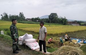 TNI Dorong Petani Jual Gabah Sesuai Harga Pemerintah