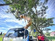 PLN ULP Trenggalek Bersama BPBD, TNI, dan POLRI Lakukan Pemotongan Pohon di Krandengan untuk Cegah Gangguan Listrik