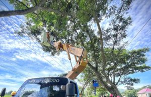 PLN ULP Trenggalek Bersama BPBD, TNI, dan POLRI Lakukan Pemotongan Pohon di Krandengan untuk Cegah Gangguan Listrik