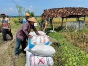 Harga Gabah Rp6.500/kg, Babinsa Ponorogo Dampingi Petani Panen Raya