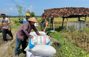 Harga Gabah Rp6.500/kg, Babinsa Ponorogo Dampingi Petani Panen Raya