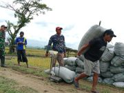 Pastikan Harga Gabah Rp 6500, TNI & Bulog Terus Kawal Petani