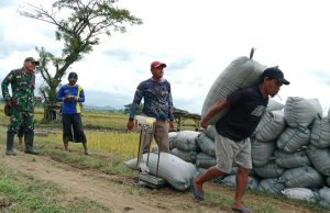 Pastikan Harga Gabah Rp 6500, TNI & Bulog Terus Kawal Petani