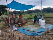 Harga Gabah Rp 6.500/Kg, TNI Ponorogo Ajak Petani Jual ke Bulog