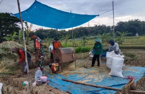 Harga Gabah Rp 6.500/Kg, TNI Ponorogo Ajak Petani Jual ke Bulog