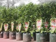 Ribuan Pohon Pelantikan Bupati Ponorogo Bakal Jadi Hutan Kemenangan