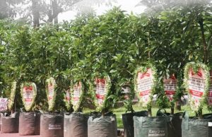 Ribuan Pohon Pelantikan Bupati Ponorogo Bakal Jadi Hutan Kemenangan