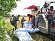 Prajurit TNI Ponorogo Terjun Sawah, Pastikan Serapan Gabah