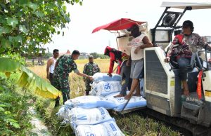 Prajurit TNI Ponorogo Terjun Sawah, Pastikan Serapan Gabah
