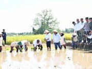 Wagub Emil & Bupati Ponorogo Gerakan Menanam & Panen Padi Serentak di Babadan