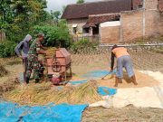 Prajurit TNI Ponorogo Bantu Petani Panen Padi