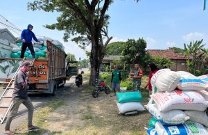 Jaga Stabilitas Harga, Prajurit TNI Rutin Dampingi Serap Gabah Petani