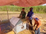 Prajurit Ajak Petani Sampung Jual Gabah ke Bulog Agar Untung