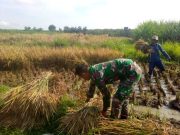 Tembus 12.716 Ton, Serapan Gabah Ponorogo Lampaui Target 102,55 Persen