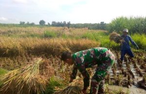 Tembus 12.716 Ton, Serapan Gabah Ponorogo Lampaui Target 102,55 Persen