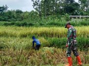 Bantu Panen Padi, Upaya Anggota TNI Kodim Ponorogo Sejahterakan Petani