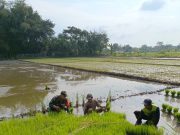 Ketika Prajurit TNI Ponorogo Bantu Ndaut Petani