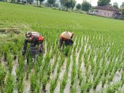 Ketika Prajurit TNI Ponorogo Bantu Petani Pemupukan Padi