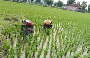 Ketika Prajurit TNI Ponorogo Bantu Petani Pemupukan Padi