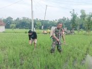 Cegah Hama, Prajurit TNI Ponorogo Bantu Petani Semprot Padi