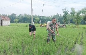 Cegah Hama, Prajurit TNI Ponorogo Bantu Petani Semprot Padi