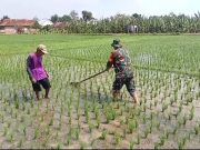 Ringankan Petani, Prajurit TNI Ponorogo Penyiangan Gulma Padi