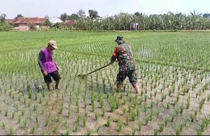 Ringankan Petani, Prajurit TNI Ponorogo Penyiangan Gulma Padi