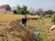 Komando Swasembada Pangan, Prajurit TNI Ponorogo Bantu Petani Panen Padi