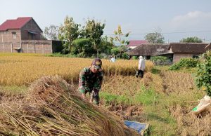 Komando Swasembada Pangan, Prajurit TNI Ponorogo Bantu Petani Panen Padi