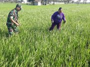 Babinsa Kodim Ponorogo Bantu Petani Penyiangan Tanaman Padi
