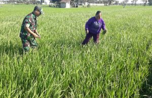Babinsa Kodim Ponorogo Bantu Petani Penyiangan Tanaman Padi