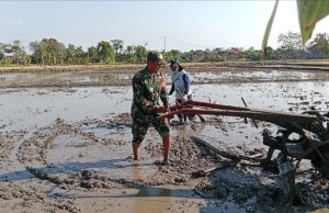 Prajurit TNI Ponorogo Lihai Operasikan Traktor Olah Lahan Padi