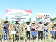 Dukung Swasembada Pangan, Dandim Ponorogo Ikut Panen Raya Jagung Serentak Kuartal II