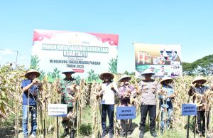 Dukung Swasembada Pangan, Dandim Ponorogo Ikut Panen Raya Jagung Serentak Kuartal II