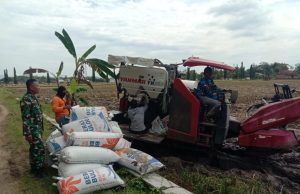 Babinsa Kodim Ponorogo Dampingi Petani Jual Hasil Panen