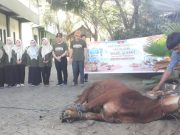 Gema Takbir di SMAN 2 Ponorogo: Tiga Sapi Kurban, Simbol Syukur & Peduli Sesama