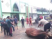 MTsN 1 Ponorogo Qurban Dua Sapi & Tiga Kambing, Tanamkan Nilai Keikhlasan & Kepedulian Siswa