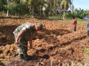 Babinsa Kodim Ponorogo Bantu Petani Cangkul Lahan