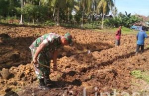 Babinsa Kodim Ponorogo Bantu Petani Cangkul Lahan