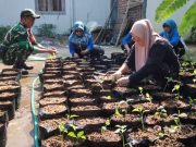 KWT Jabung Ponorogo Jalankan Program Pekarangan Pangan Lestari