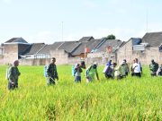 Ponorogo Melawan Hama Wereng Pada Tanamam Padi