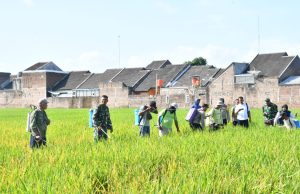 Ponorogo Melawan Hama Wereng Pada Tanamam Padi
