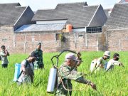 Pemkab Ponorogo Gelontor 340 Liter Pestisida Bantu Petani Lawan Wereng