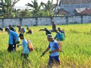 Turut Basmi Wereng Tanaman Padi, Upaya Dandim Ponorogo Sejahterakan Petani