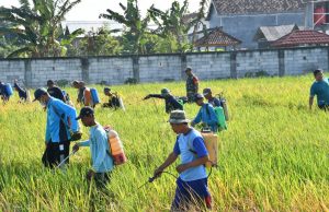 Turut Basmi Wereng Tanaman Padi, Upaya Dandim Ponorogo Sejahterakan Petani